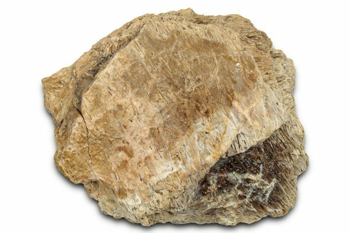 Fossil Tyrannosaur (T rex) Bone Section - Wyoming #328699